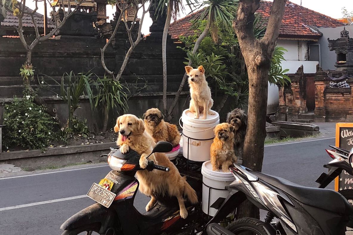 
                Hunde sitzen auf einem Scooter in Canggu (Bali)
            
