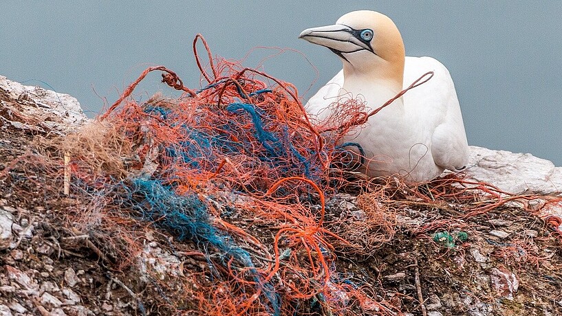 Kunststoffe sind ewig haltbar in Meeren und gefährden die Umwelt