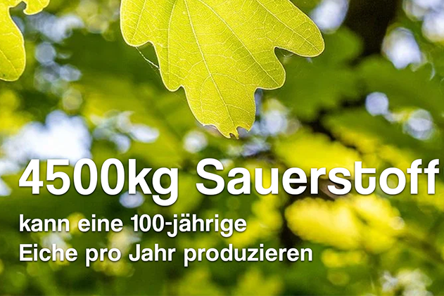 Jeder von uns braucht die unfassbare Arbeitskraft von Bäumen! Denn Bäume produzieren Sauerstoff: Eine 100-jährige Eiche mit 120.000 bis 150.000 Blättern produziert bis zu 4.500 kg Sauerstoff. Damit deckt sie den Jahressauerstoffbedarf von 11 Menschen.