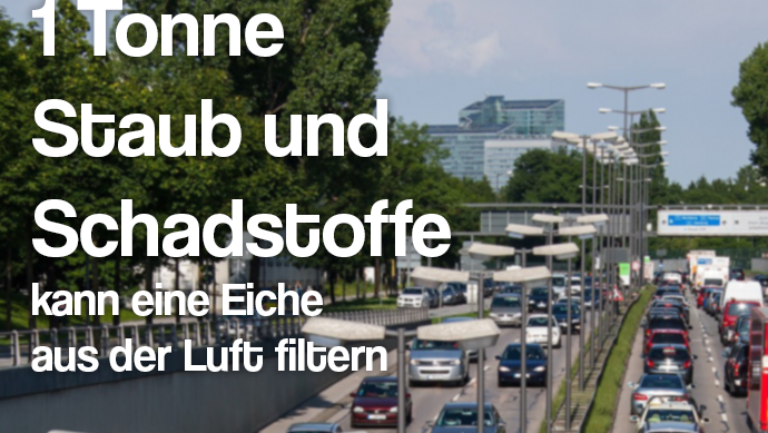 Bäume reinigen die Luft. Das wissen wir alle. Aber wusstet ihr schon, dass eine Eiche mit einer Blattfläche von rund 1.300 Quadratmetern bis zu einer Tonne Staub und Schadstoffe aus der Luft filtert?