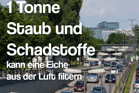 Bäume reinigen die Luft. Das wissen wir alle. Aber wusstet ihr schon, dass eine Eiche mit einer Blattfläche von rund 1.300 Quadratmetern bis zu einer Tonne Staub und Schadstoffe aus der Luft filtert?
