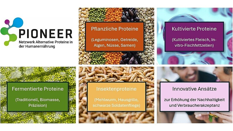 Projekt PIONEER mit den fünf Handlungsfeldern Fermentierte Proteine, Insektenproteine, Pflanzliche Proteine, Kultivierte Proteine und Innovative Ansätze