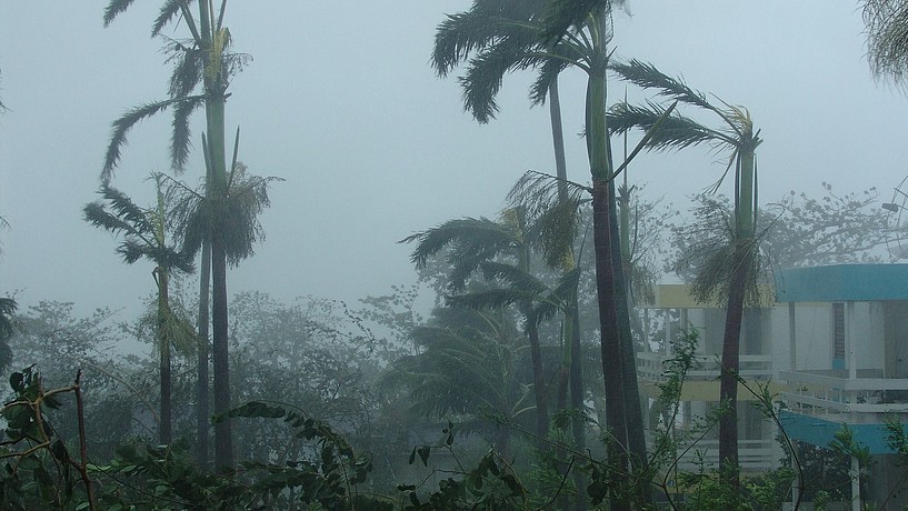 Palmen und Häuser in einem  Hurricane-Sturm.
