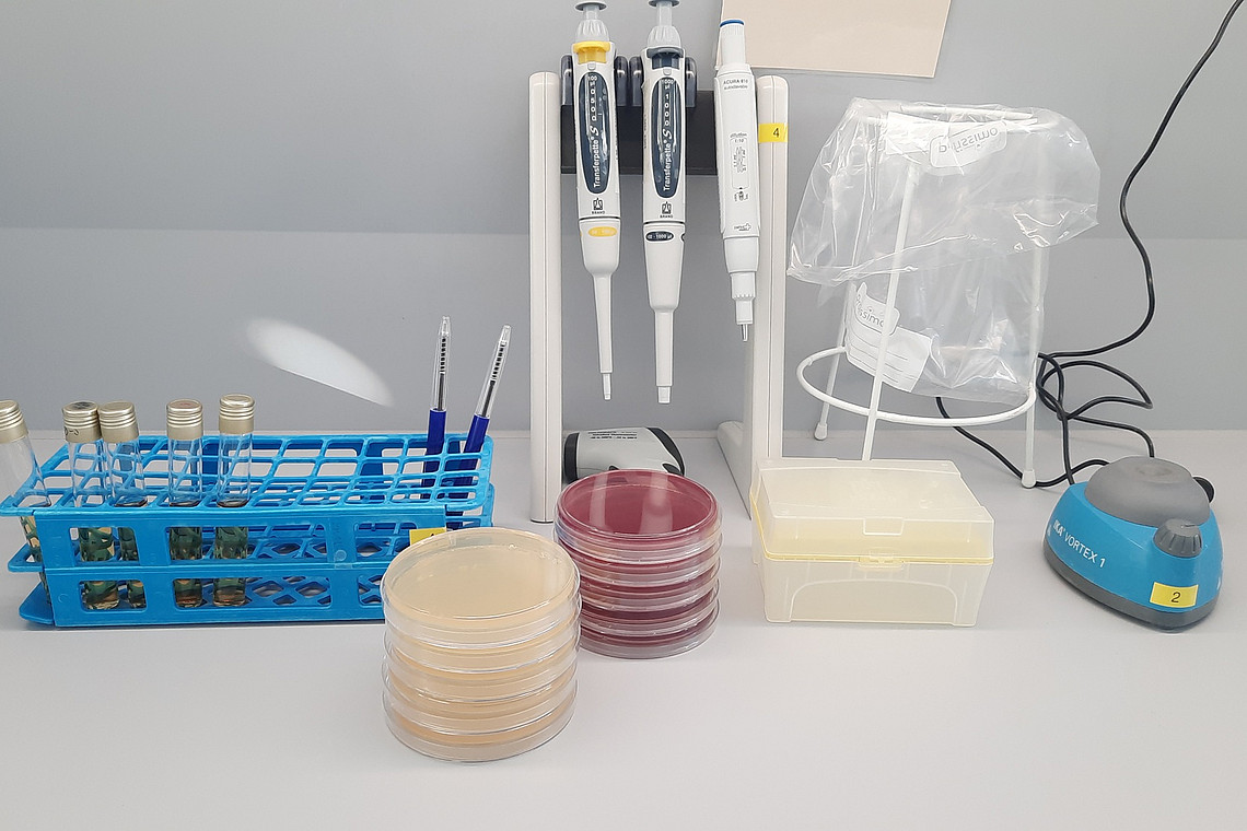 Die Studierenden arbeiten an vorbereiteten Arbeitspl&auml;tzen im Labor.