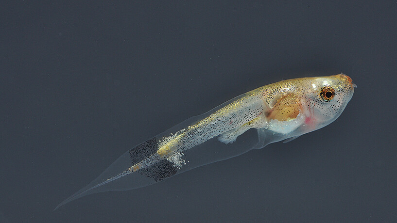 Microhyla borneensis, Illustration aus ndem Buch: „A Guide to the Tadpoles of Borneo“ mit Prof. Dr. Alexander Haas (LIB) und Prof. Reinhard Schulz-Schaeffer (HAW Hamburg)