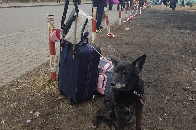 Hund neben einem Reisekoffer