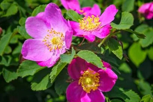 Angela Borchert Angela Borchert