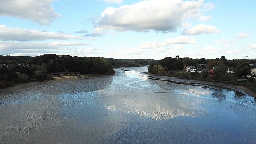 Herrenteich bei Reinfeld. Blaualgen nehmen dem Karpfenteich den Sauerstoff.